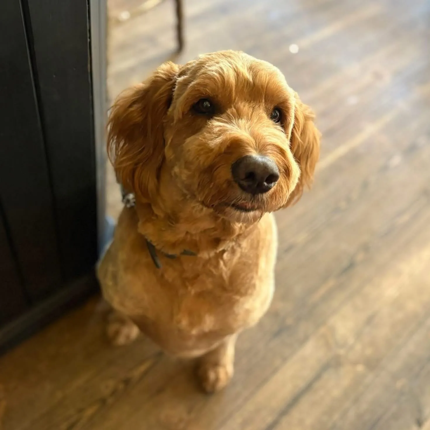Dog welcome at The Green Dragon